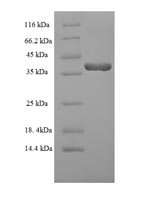 Greater than 90% as determined by SDS-PAGE.