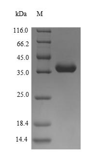 Greater than 90% as determined by SDS-PAGE.Recombinant Cat Allergen Fel D 4 Protein (His-SUMO)