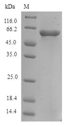Greater than 90% as determined by SDS-PAGE.