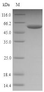 Greater than 90% as determined by SDS-PAGE.