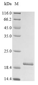 Greater than 85% as determined by SDS-PAGE.Recombinant Rat Gamma-Synuclein (SNCG) Protein (His)