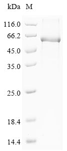 Greater than 85% as determined by SDS-PAGE.Recombinant Mouse Cytochrome P450 3A11 (CYP3A11) Protein (His&Myc)