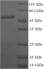 Greater than 90% as determined by SDS-PAGE.