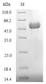 Greater than 90% as determined by SDS-PAGE.Recombinant Candida Glabrata Serine/Threonine-Protein Kinase Atg1 (ATG1) Protein (His)