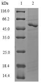 Greater than 90% as determined by SDS-PAGE.Recombinant Candida Glabrata Serine/Threonine-Protein Kinase Atg1 (ATG1) Protein (His-SUMO)