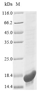 Greater than 90% as determined by SDS-PAGE.Recombinant Candida Glabrata Autophagy-Related Protein 8 (ATG8) Protein (His)