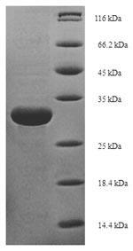 Greater than 90% as determined by SDS-PAGE.Recombinant Candida Glabrata Autophagy-Related Protein 8 (ATG8) Protein (His-SUMO)