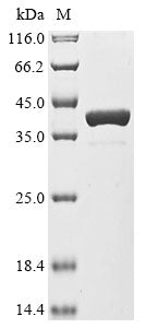 Greater than 90% as determined by SDS-PAGE.