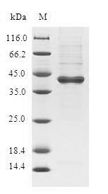 Greater than 90% as determined by SDS-PAGE.Recombinant Human Uncharacterized Protein C19Orf48 (C19ORF48) Protein (GST)