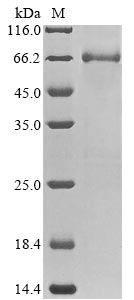 Greater than 85% as determined by SDS-PAGE.