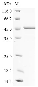 Greater than 85% as determined by SDS-PAGE.Recombinant Human Olfactomedin-Like Protein 1 (OLFML1) Protein (His)