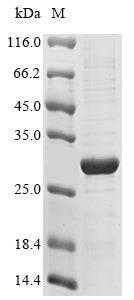 Greater than 85% as determined by SDS-PAGE.Recombinant Human Interleukin-20 Receptor Subunit Beta (IL20RB) Protein (His)