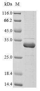 Greater than 85% as determined by SDS-PAGE.Recombinant Petrosia Ficiformis Silicatein Protein (His&Myc)