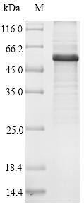 Greater than 90% as determined by SDS-PAGE.Recombinant Human Beclin 1-Associated Autophagy-Related Key Regulator (ATG14) Protein (His&Myc)