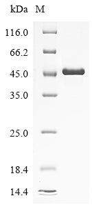 Greater than 90% as determined by SDS-PAGE.Recombinant Human Anoctamin-5 (ANO5) Protein (His&Myc)
