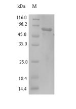 Greater than 90% as determined by SDS-PAGE.