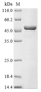 Greater than 90% as determined by SDS-PAGE.Recombinant Human Probable Alpha-Ketoglutarate-Dependent Dioxygenase Abh5 (ALKBH5) Protein (His)