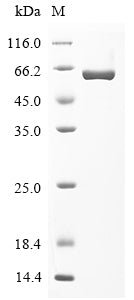 Greater than 90% as determined by SDS-PAGE.
