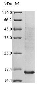 Greater than 85% as determined by SDS-PAGE.