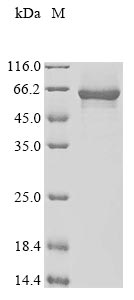 Greater than 90% as determined by SDS-PAGE.Recombinant Human Protein Fam131A (FAM131A) Protein (His-GST)