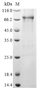 Greater than 85% as determined by SDS-PAGE.Recombinant Human Tripartite Motif-Containing Protein 72 (TRIM72) Protein (GST)