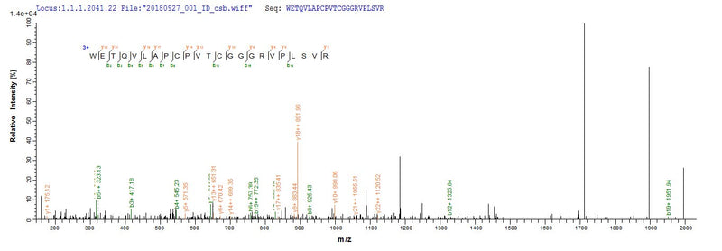 Based on the SEQUEST from database of E.coli host and target protein, the LC-MS/MS Analysis result of this product could indicate that this peptide derived from E.coli-expressed Mus musculus (Mouse) Adamts13.Recombinant Mouse A Disintegrin And Metalloproteinase With Thrombospondin Motifs 13 (ADAMTS13) Protein (His&Myc)