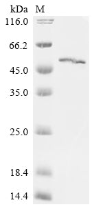 Greater than 90% as determined by SDS-PAGE.