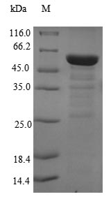 Greater than 90% as determined by SDS-PAGE.Recombinant Human Eukaryotic Translation Initiation Factor 3 Subunit M (EIF3M) Protein (His-SUMO)