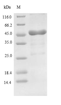Greater than 85% as determined by SDS-PAGE.Recombinant Lysobacter Enzymogenes Lysyl Endopeptidase Protein (His-SUMO&Myc)
