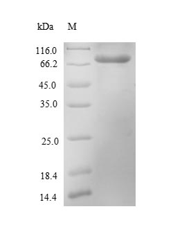 Greater than 90% as determined by SDS-PAGE.