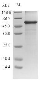 Greater than 90% as determined by SDS-PAGE.Recombinant E.Coli Probable Phosphatidylethanolamine Transferase Mcr-1 (MCR1) Protein (His-SUMO)