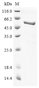 Greater than 85% as determined by SDS-PAGE.