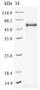 Greater than 85% as determined by SDS-PAGE.