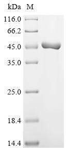 Greater than 90% as determined by SDS-PAGE.Recombinant Mouse NAD (SARM1) Protein (His)