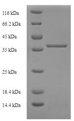 Greater than 90% as determined by SDS-PAGE.
