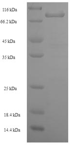 Greater than 90% as determined by SDS-PAGE.