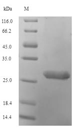 Greater than 90% as determined by SDS-PAGE.Recombinant Human Histone H2A.V (H2AFV) Protein (His-SUMO)