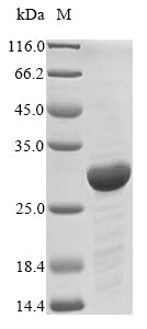 Greater than 85% as determined by SDS-PAGE.