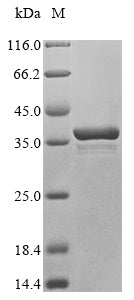 Greater than 90% as determined by SDS-PAGE.
