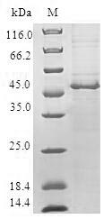 Greater than 90% as determined by SDS-PAGE.Recombinant Human Charged Multivesicular Body Protein 1B (CHMP1B) Protein (GST)