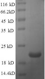 Greater than 90% as determined by SDS-PAGE.
