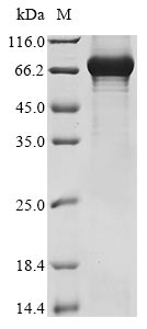 Greater than 85% as determined by SDS-PAGE.Recombinant Human Grainyhead-Like Protein 2 Homolog (GRHL2) Protein (His)
