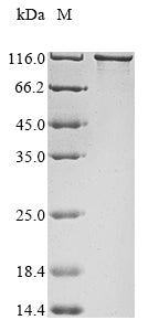 Greater than 85% as determined by SDS-PAGE.