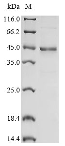Greater than 85% as determined by SDS-PAGE.Recombinant Human NAD (SARM1) Protein (His-KSI)