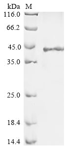 Greater than 85% as determined by SDS-PAGE.Recombinant Human Regenerating Islet-Derived Protein 3-Gamma (REG3G) Protein (GST)