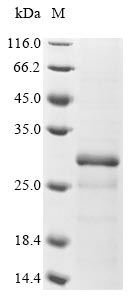 Greater than 85% as determined by SDS-PAGE.Recombinant Human Methyltransferase-Like Protein 7B (METTL7B) Protein (His)