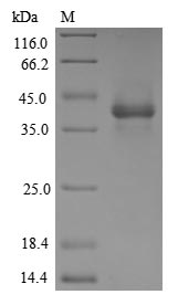 Greater than 85% as determined by SDS-PAGE.Recombinant Human Gdnf Family Receptor Alpha-Like (GFRAL) Protein (His&Myc)
