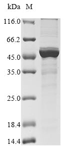 Greater than 85% as determined by SDS-PAGE.Recombinant Human Metapneumovirus Nucleoprotein (N) Protein (His&Myc)
