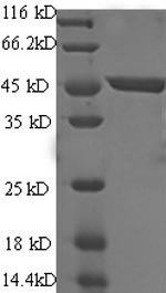 Greater than 90% as determined by SDS-PAGE.Recombinant Human Immunoglobulin-Like Domain-Containing Receptor 2 (ILDR2) Protein (GST)