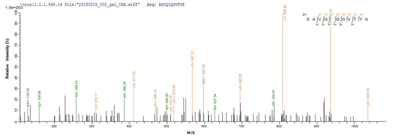 Based on the SEQUEST from database of E.coli host and target protein, the LC-MS/MS Analysis result of this product could indicate that this peptide derived from E.coli-expressed Chamaecyparis obtusa (Hinoki false-cypress) N/A.